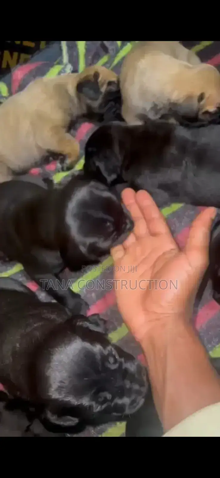 0-1 month Male Purebred Boerboel