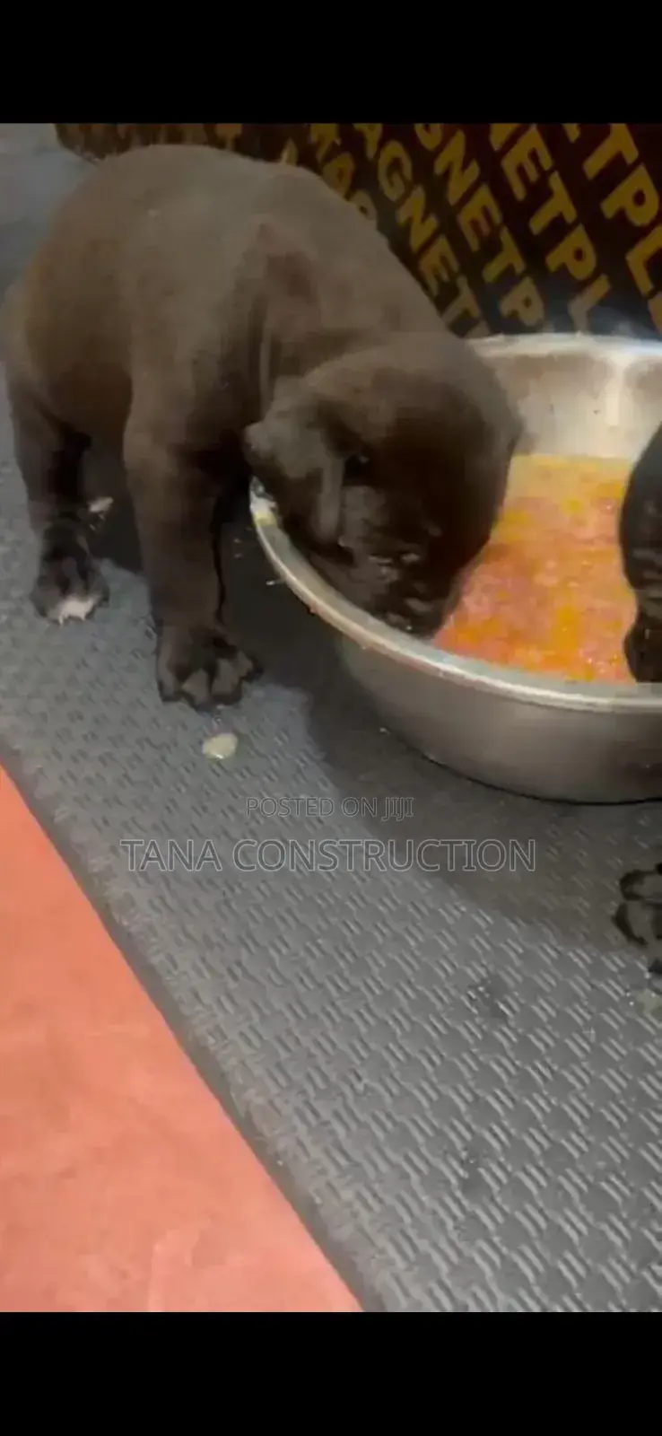 0-1 month Male Purebred Boerboel