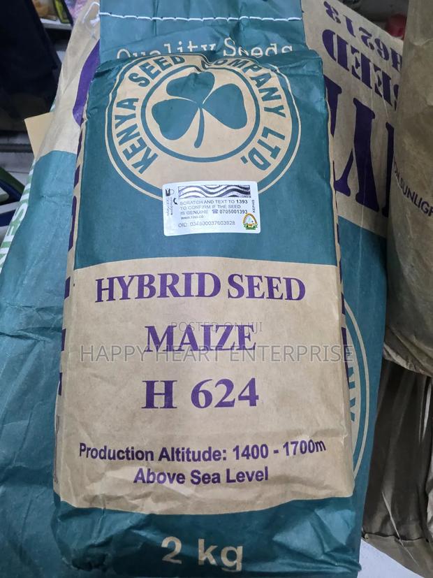 Hybrid Maize Seed H624 2kg - thumbnail 2
