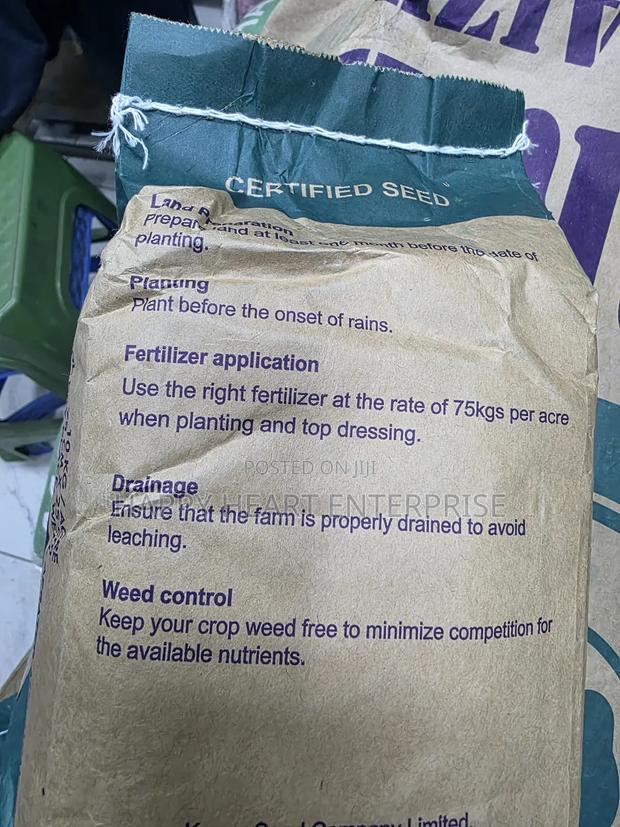 Hybrid Maize Seed H624 2kg - thumbnail 4