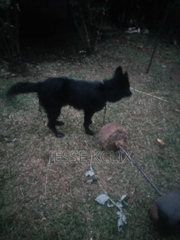 6-12 months Male Purebred German Shepherd