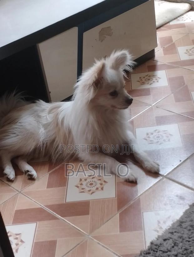 6-12 months Male Purebred Japanese Spitz