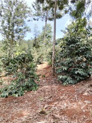 2 Acres of Coffee Farm. - thumbnail 2