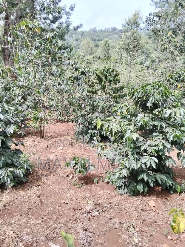 2 Acres of Coffee Farm. - thumbnail 3