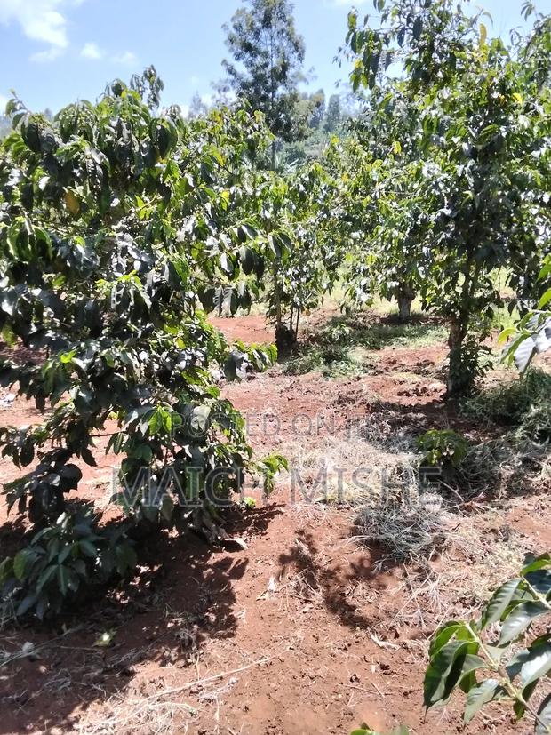 2 Acres of Coffee Farm. - thumbnail 4