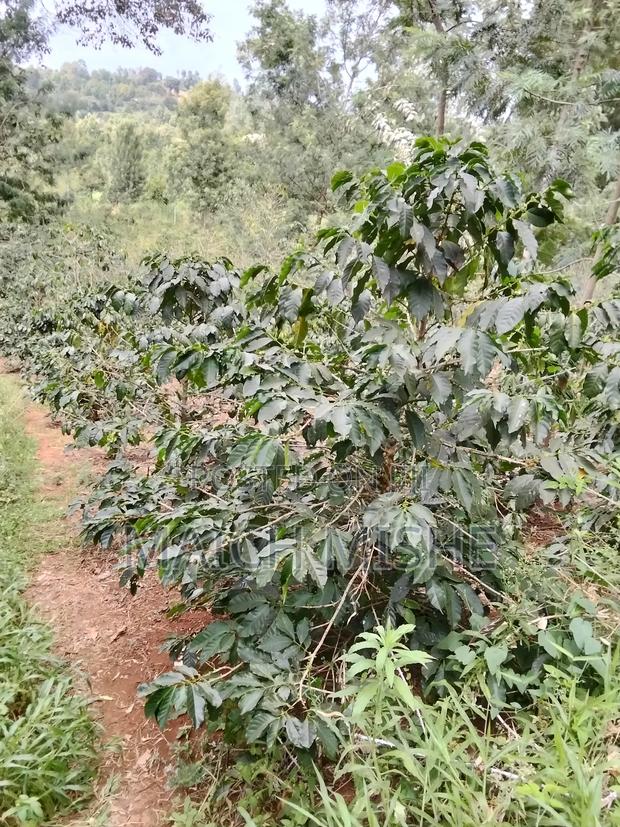 2 Acres of Coffee Farm. - thumbnail 5