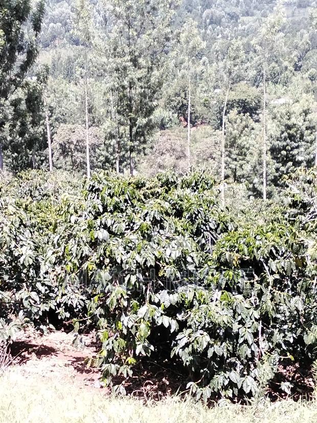 2 Acres of Coffee Farm. - thumbnail 6