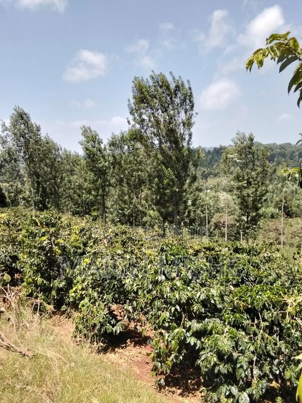 2 Acres of Coffee Farm. - thumbnail 7