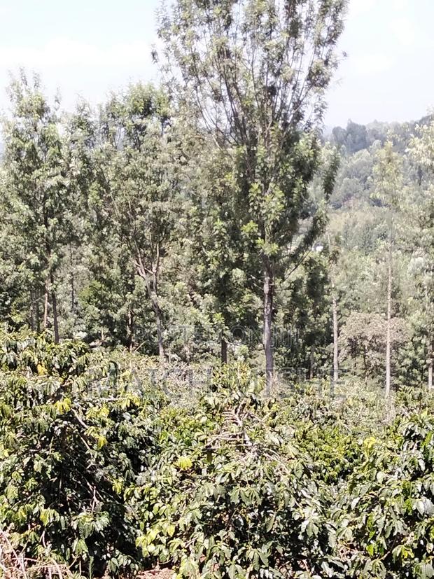 2 Acres of Coffee Farm. - thumbnail 8