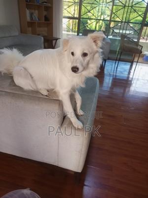 1+ year Male Purebred Japanese Spitz - thumbnail 2