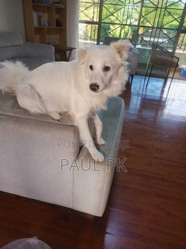 1+ year Male Purebred Japanese Spitz - main view