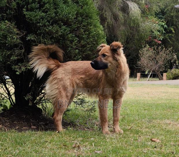 6-12 months Female Mixed Breed German Shepherd - main view