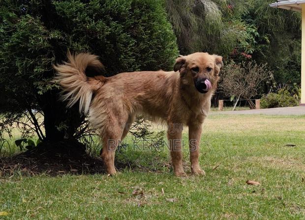 6-12 months Female Mixed Breed German Shepherd - thumbnail 4