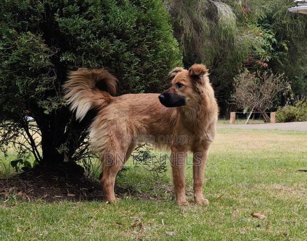 6-12 months Female Mixed Breed German Shepherd - thumbnail 3