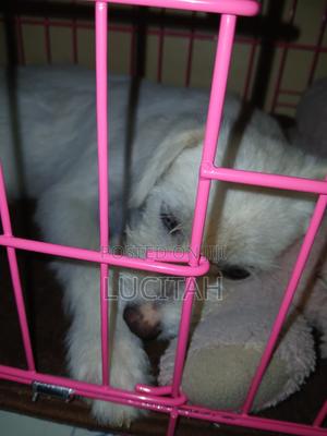 3-6 months Female Mixed Breed Japanese Spitz - thumbnail 2
