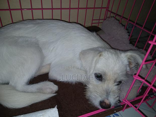 3-6 months Female Mixed Breed Japanese Spitz - thumbnail 3
