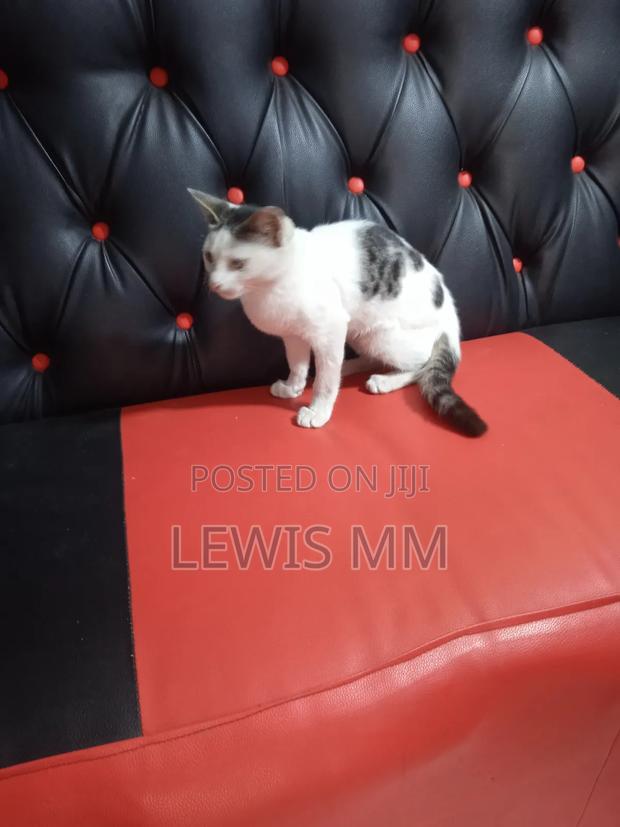 3-6 months Female Purebred American Shorthair