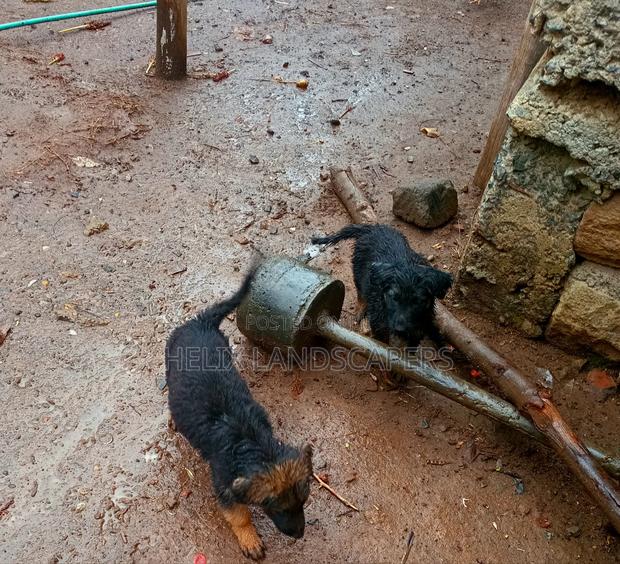 1-3 months Female Purebred German Shepherd - thumbnail 3