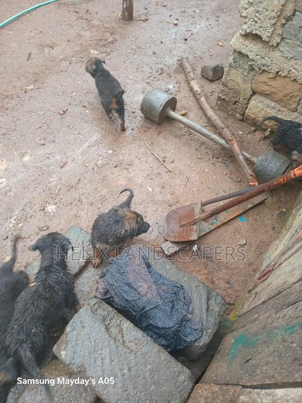 1-3 months Female Purebred German Shepherd - thumbnail 4