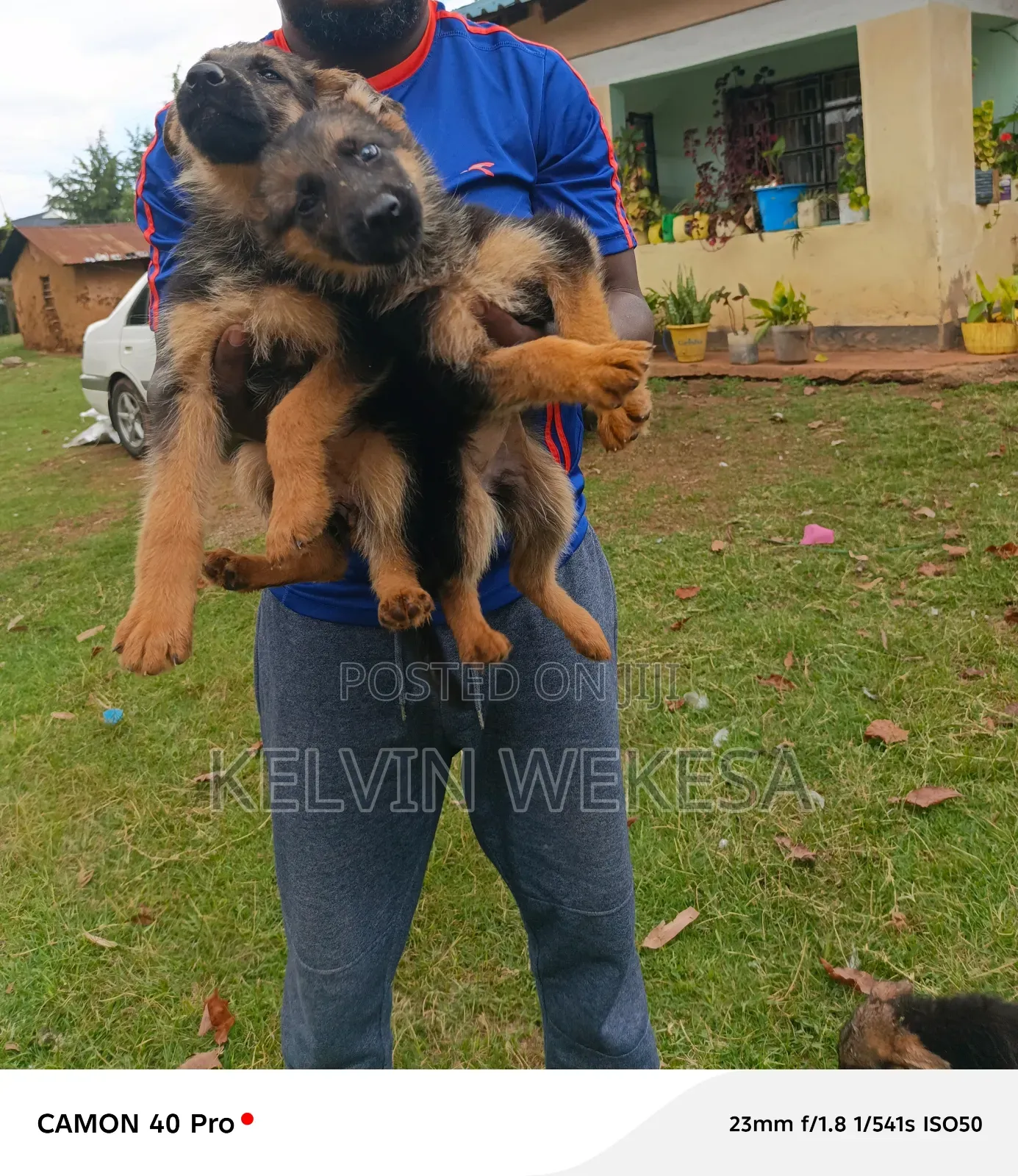 1-3 months Female Purebred German Shepherd