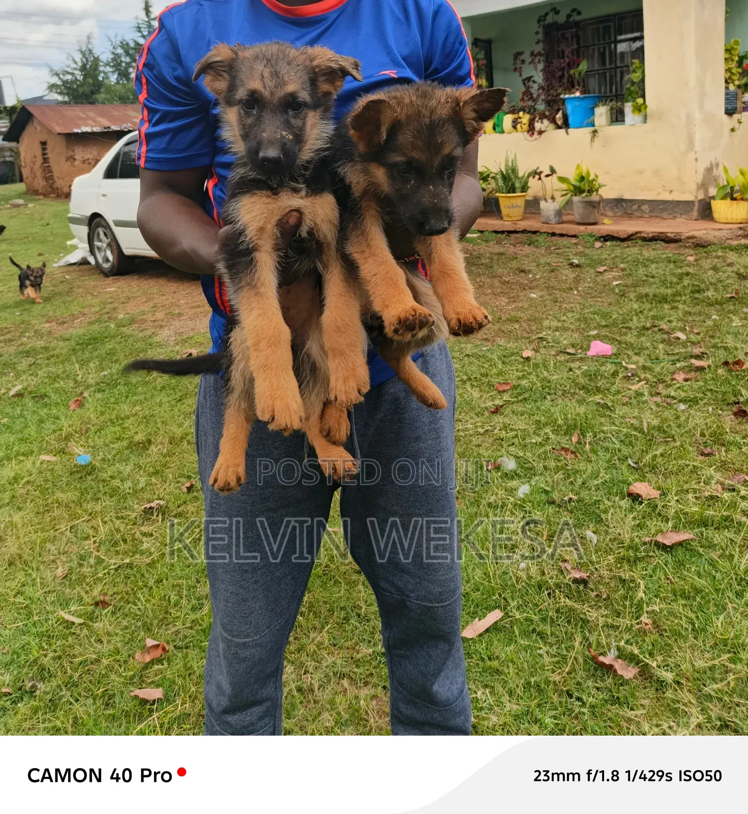 1-3 months Female Purebred German Shepherd