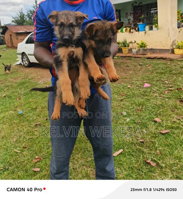 1-3 months Female Purebred German Shepherd - thumbnail 3