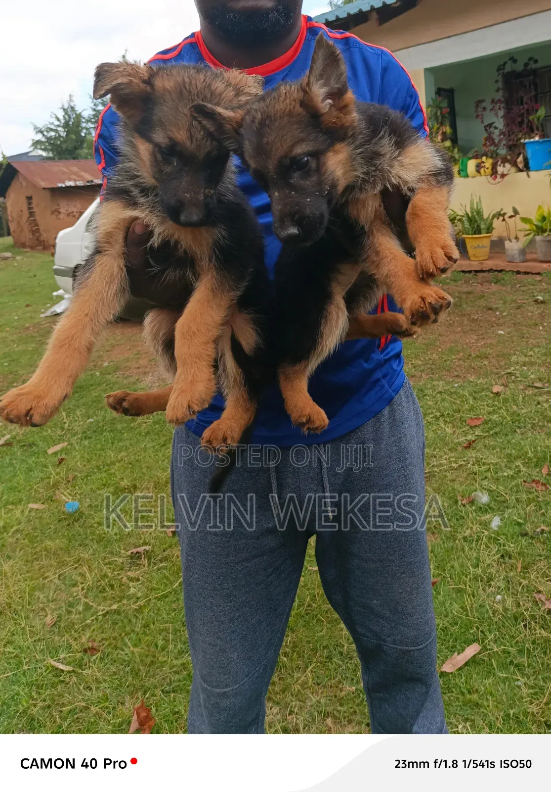 1-3 months Female Purebred German Shepherd