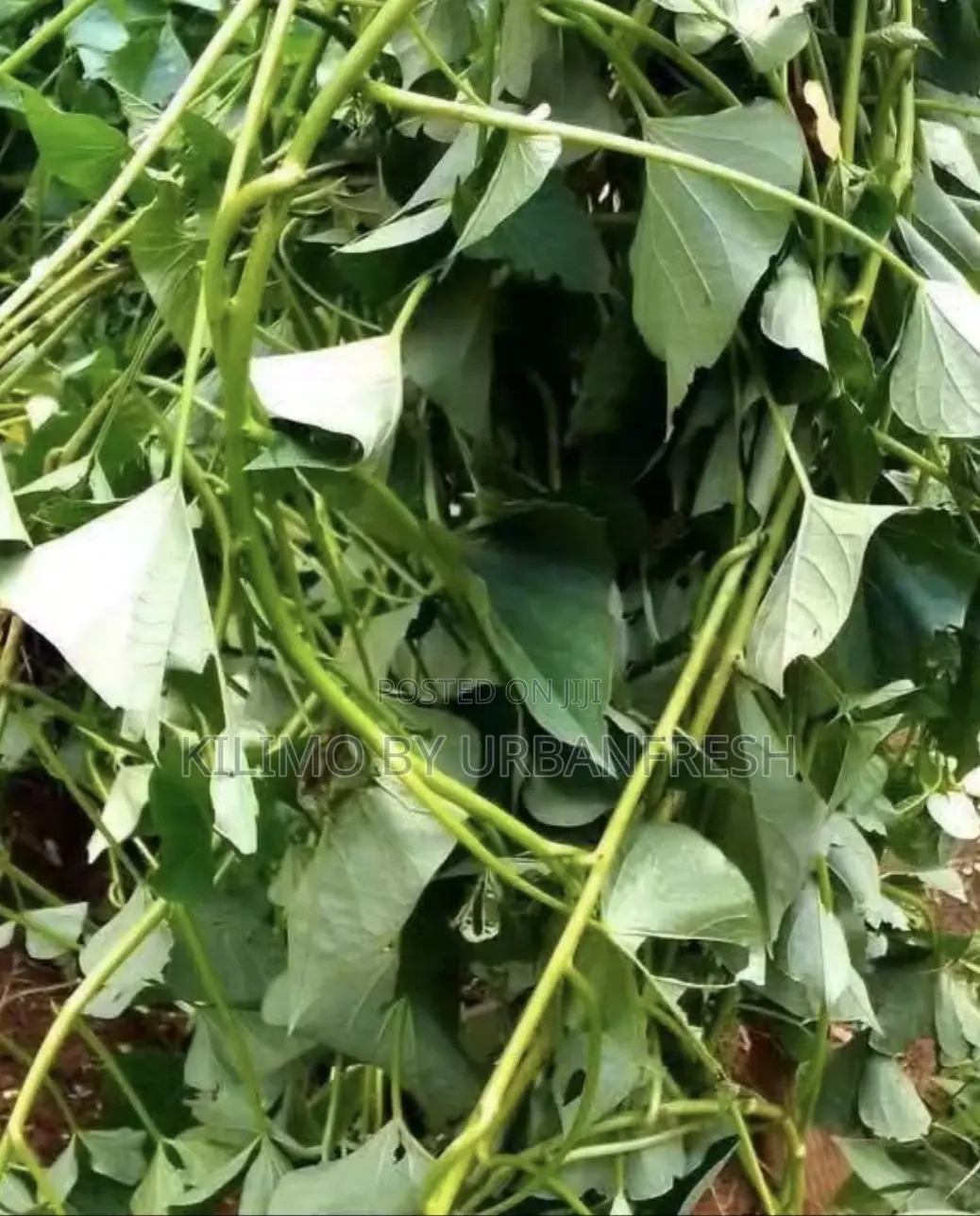 Sweet Potato Planting Vines :100vines White / Cream / Yellow Fleshed.