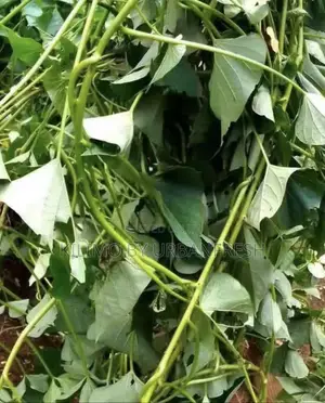 Sweet Potato Planting Vines :100vines White / Cream / Yellow Fleshed.