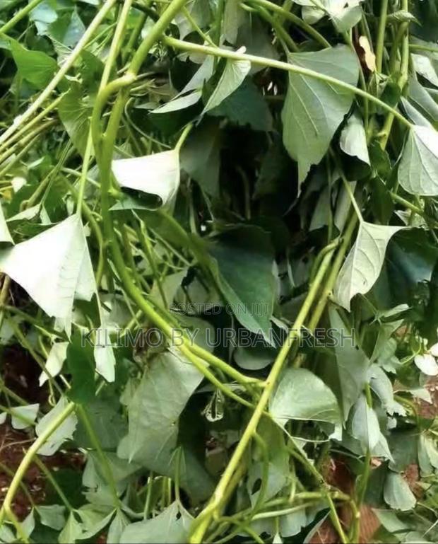 Sweet Potato Planting Vines :100vines White / Cream / Yellow Fleshed.