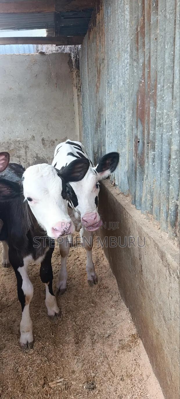 Pedigree Heifers - main view
