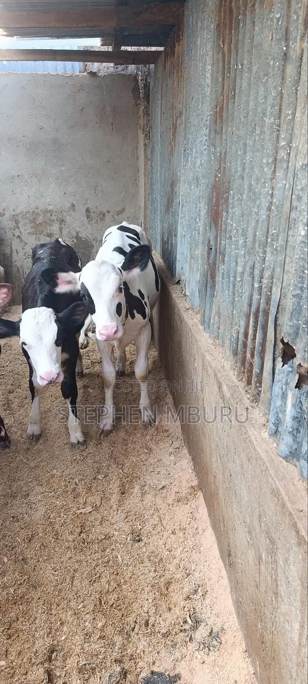 Pedigree Heifers - thumbnail 2