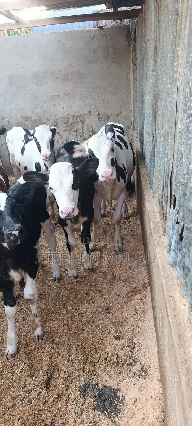 Pedigree Heifers - thumbnail 3