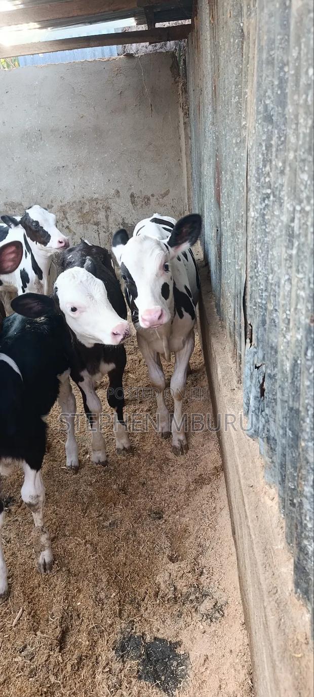 Pedigree Heifers - thumbnail 4