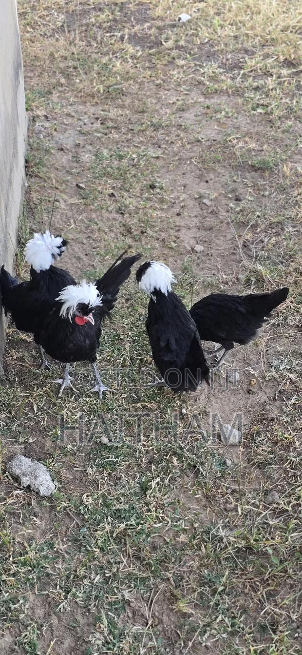 Crested White Pollands - thumbnail 3