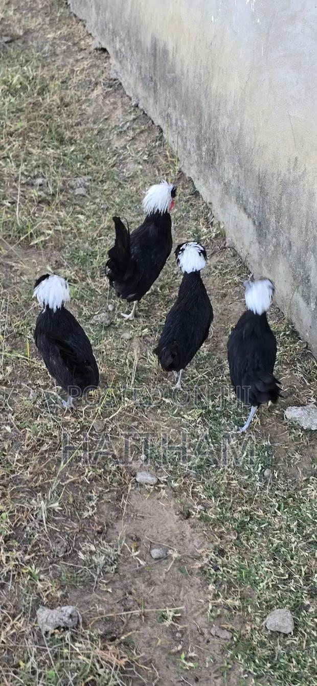 Crested White Pollands - thumbnail 4