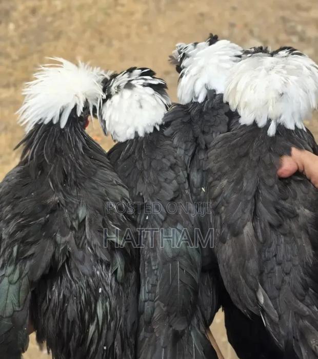 Crested White Pollands - main view