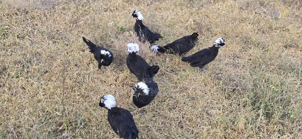 Crested White Pollands - thumbnail 5