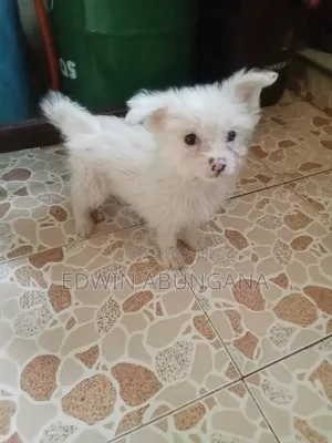 1-3 months Male Purebred Japanese Spitz