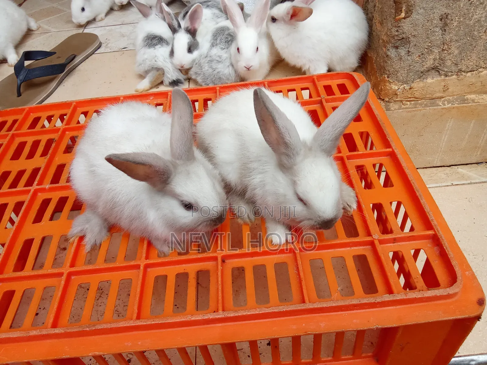 6week Old Rabbits for Sale at Kenyatta Road Juja