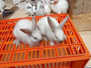 6week Old Rabbits for Sale at Kenyatta Road Juja