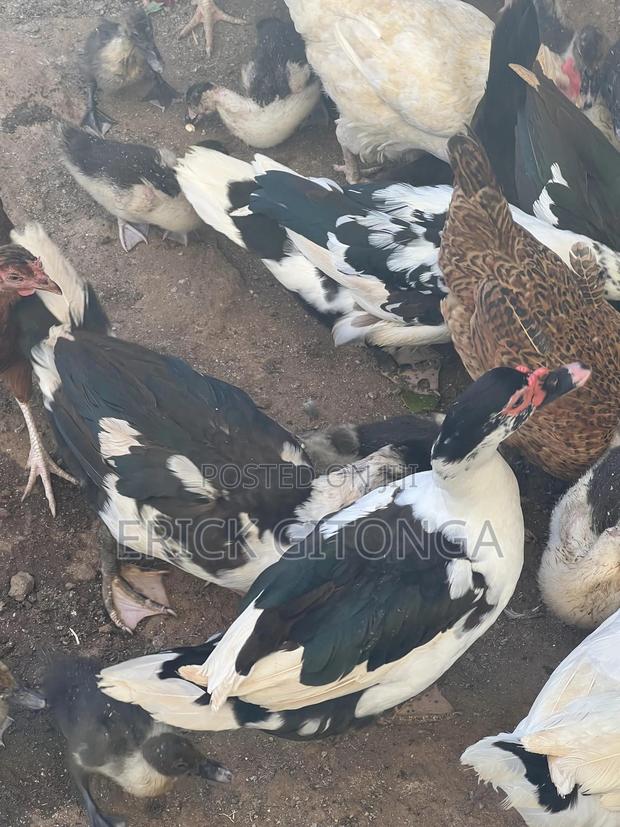 Duck And Ducklings For Sale - thumbnail 4