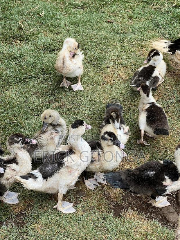 Duck And Ducklings For Sale - main view