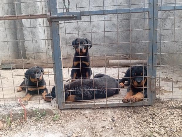 1-3 months Male Purebred Rottweiler