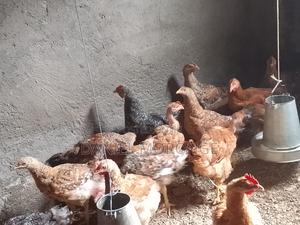 Kienyeji Improved Chicken - thumbnail 2