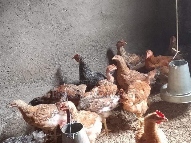 Kienyeji Improved Chicken - main view