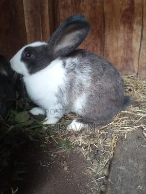 Best Quality Rabbit for Sell - thumbnail 2