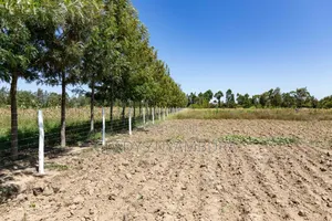 1/8 Acre Plots for Sale in Nanyuki,4km Behind the Nanyuki Airstrip