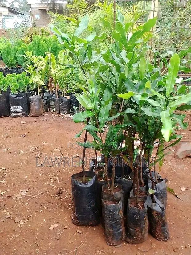 Certified Grafted Macadamia Seedlings. - main view