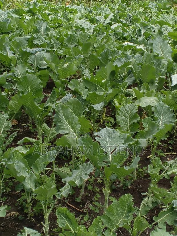 Fresh Farm Sukuma Wiki (Kales) - main view